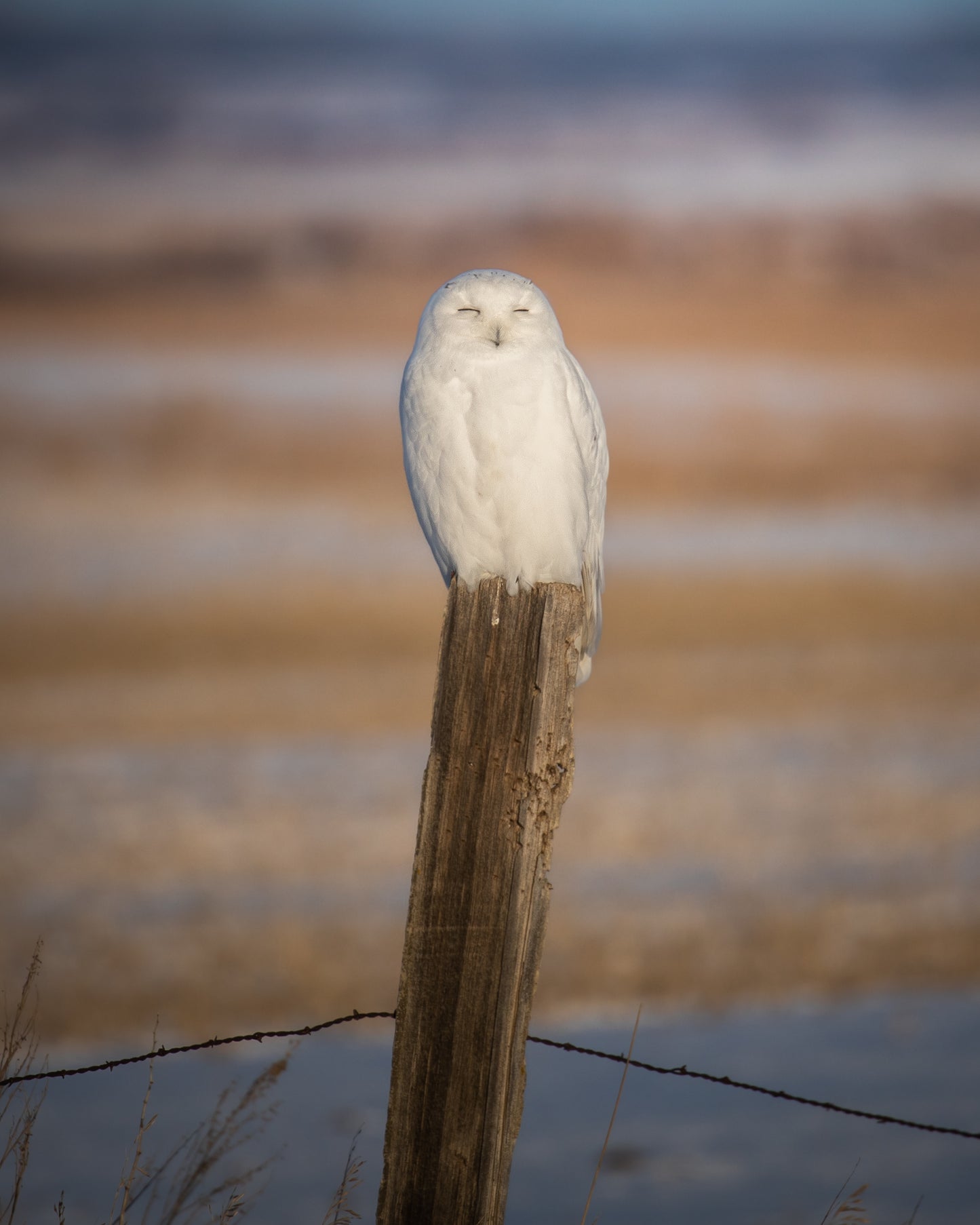 Sleepy Snowy owl