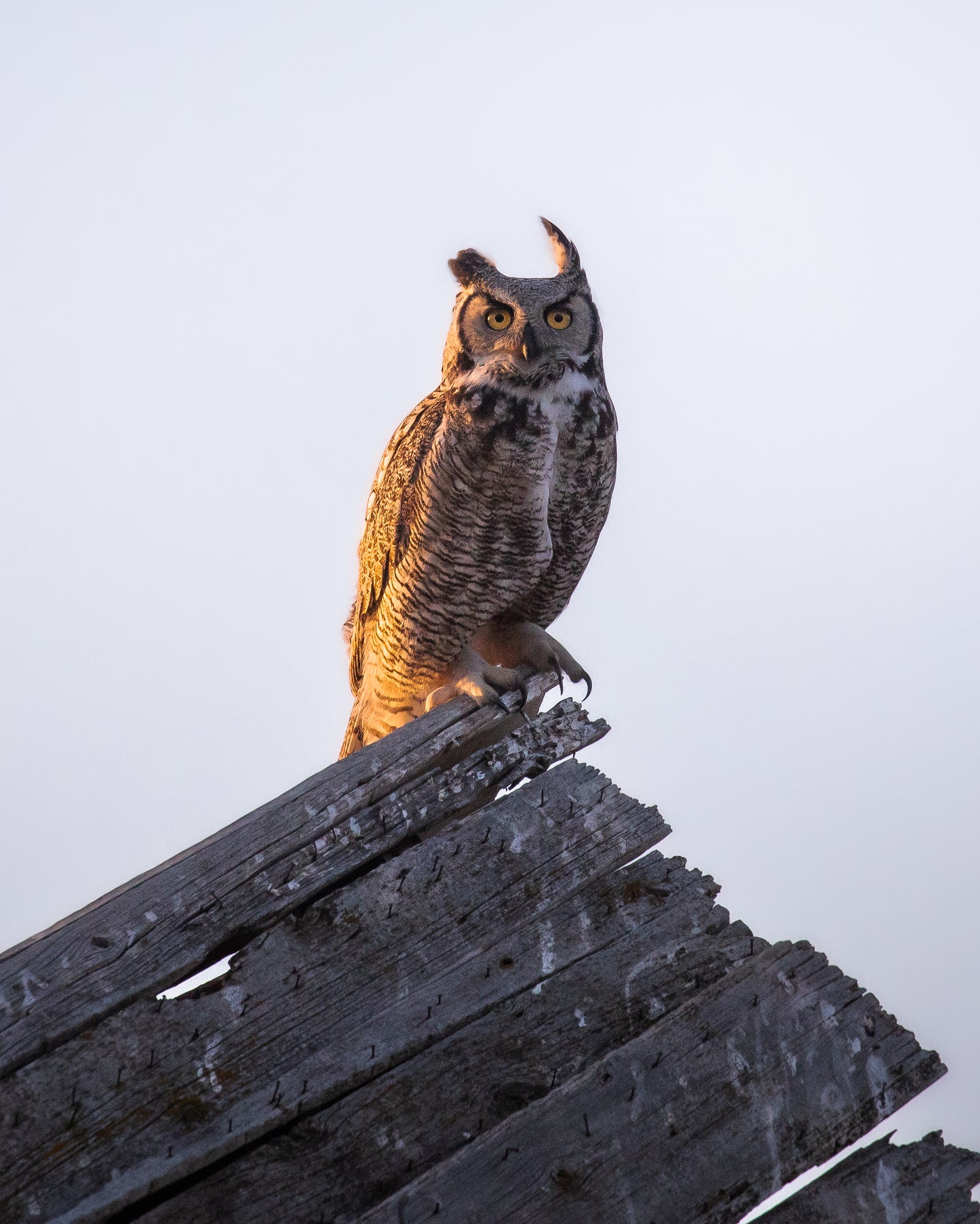 Great Horned Owl
