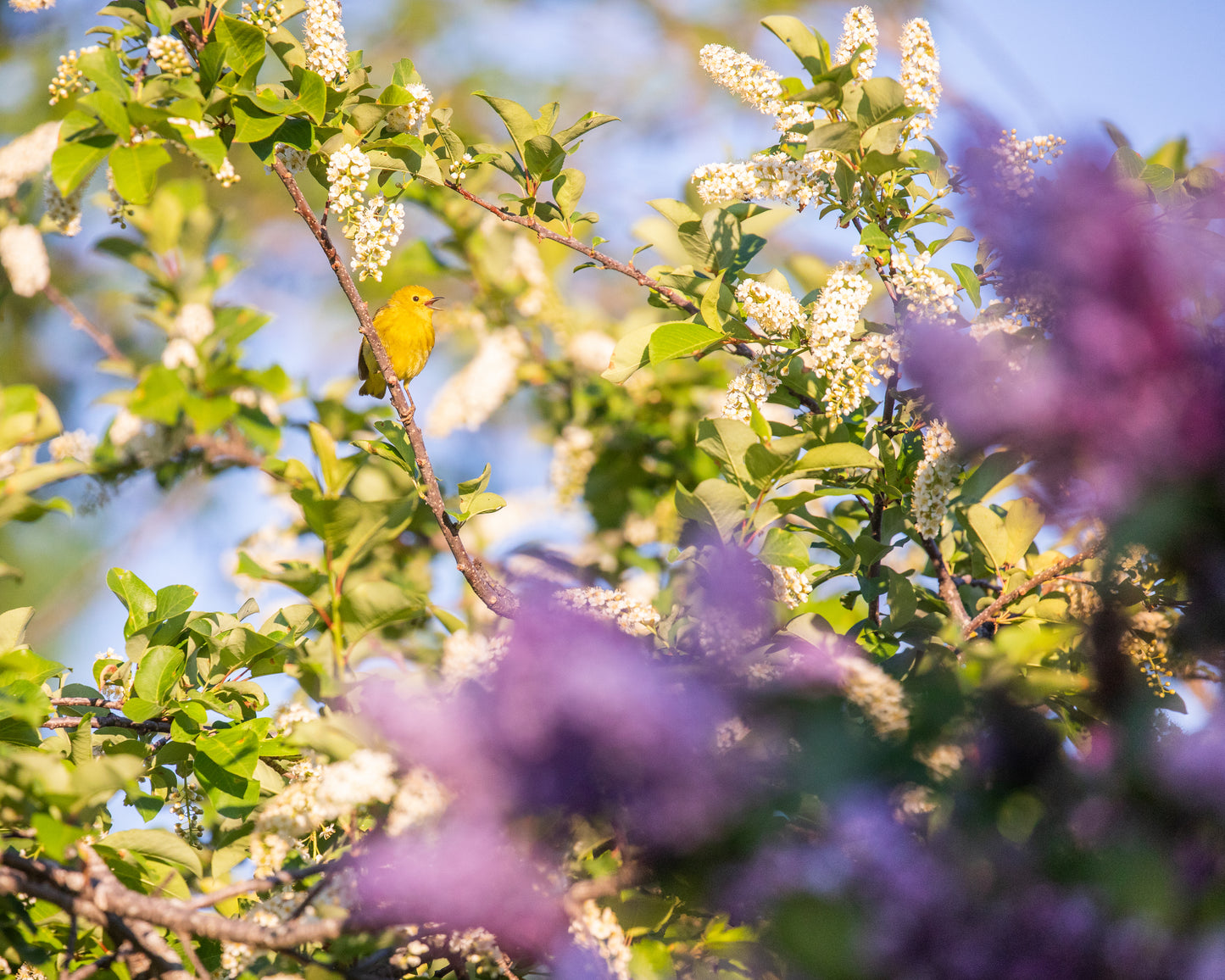 Yellow warbler in blossoms