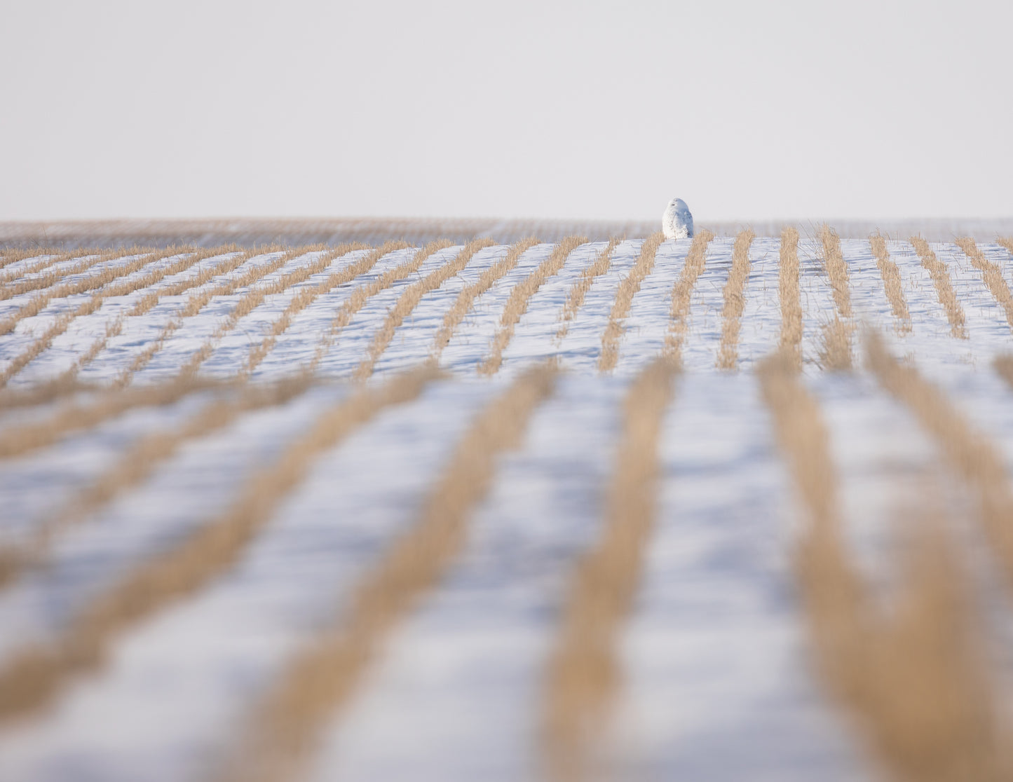 Camouflage and Leading Lines