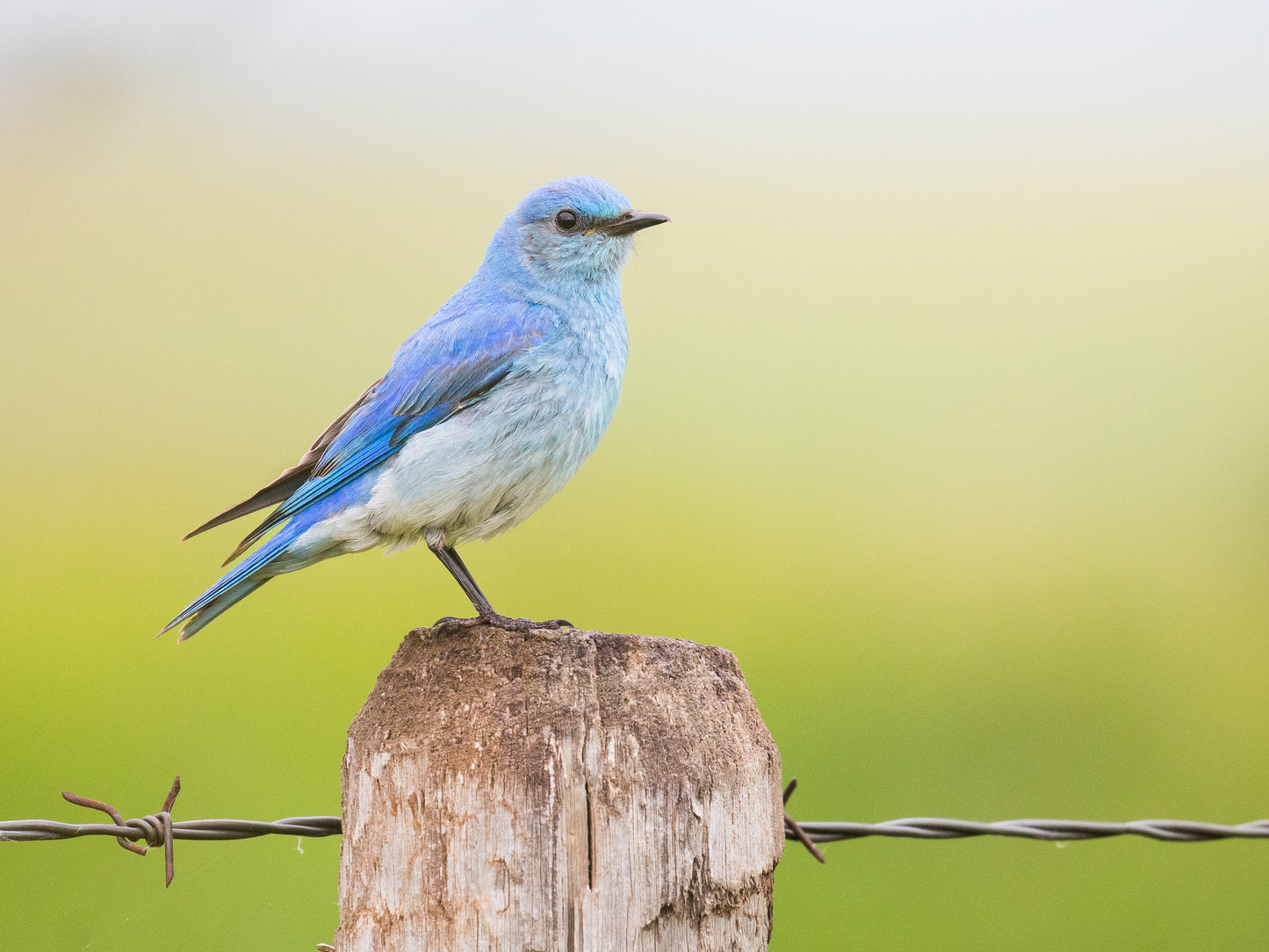 Mountain Bluebird