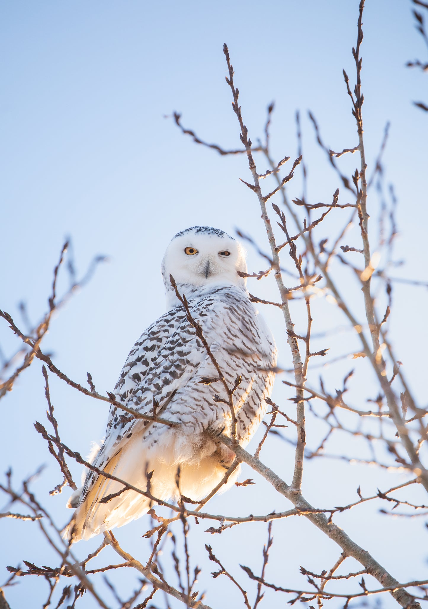 Sly Snowy Owl