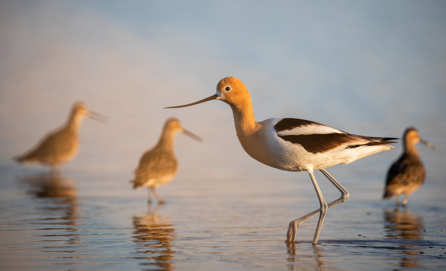 American Avocet and friends