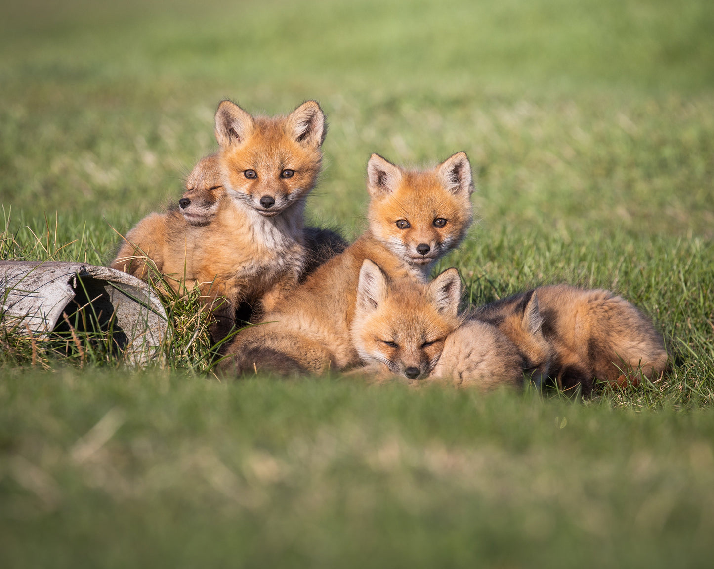 Baby Fox Kits