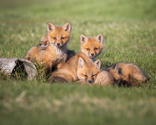 Baby Fox Kits