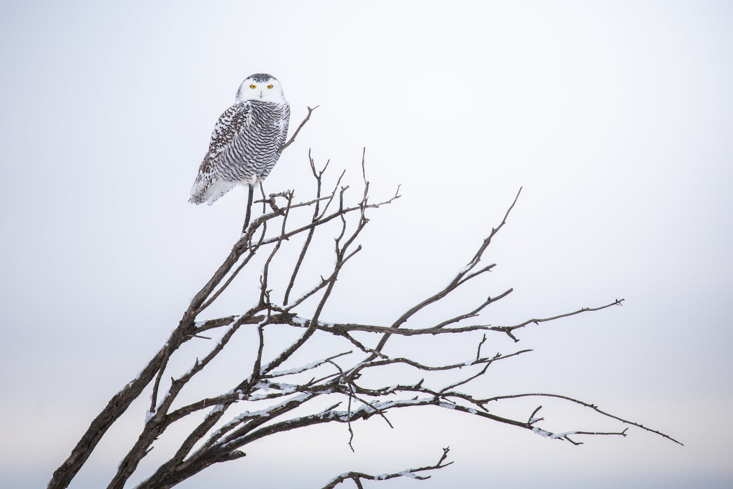 Snowy owl