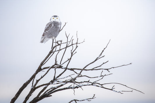 Snowy owl
