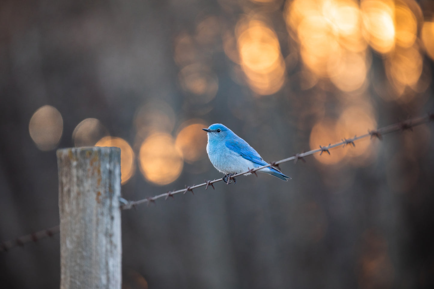 Mountain Bluebird Bokeh