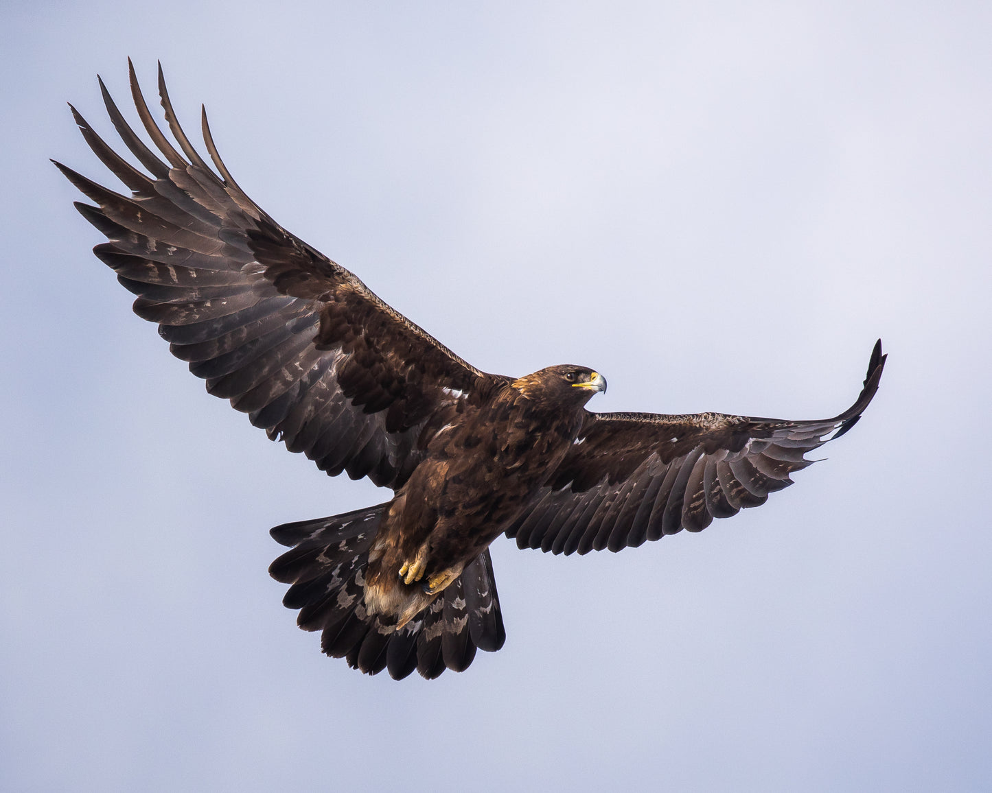 Golden Eagle Fly By
