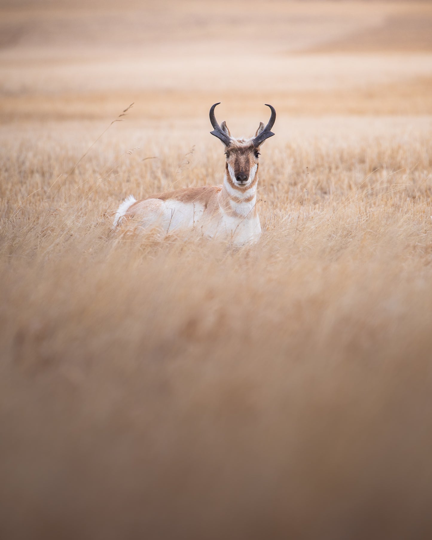 Prairie Pronghorn