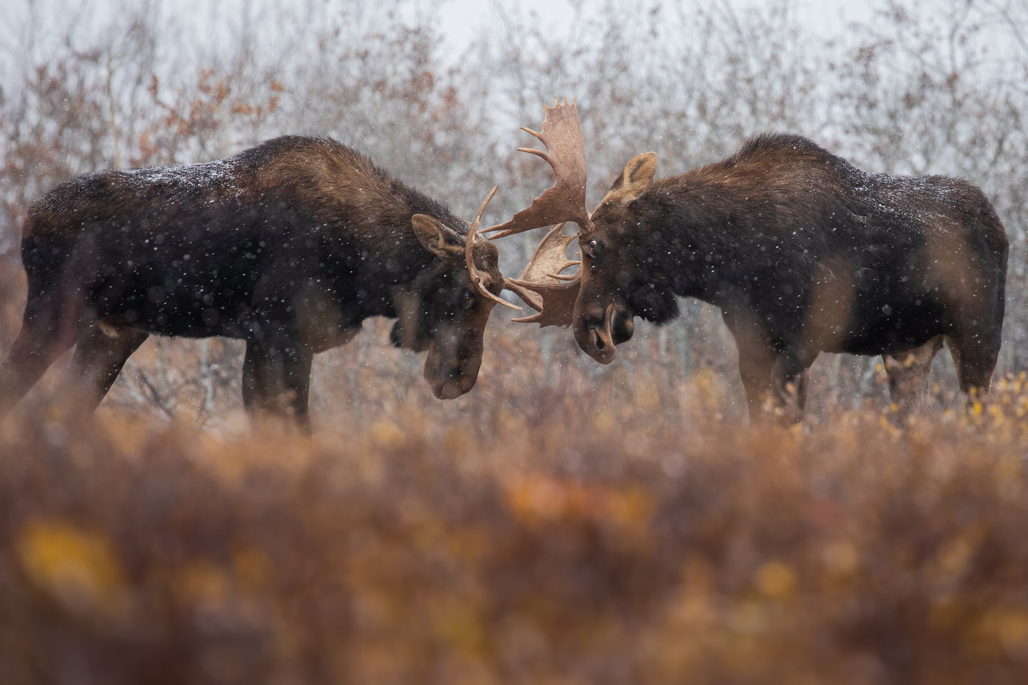Two Bull Moose in a fight