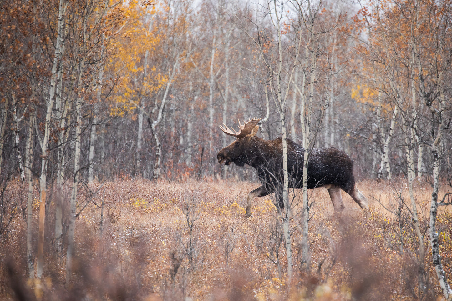 Bull Moose in a Fall snowstorm