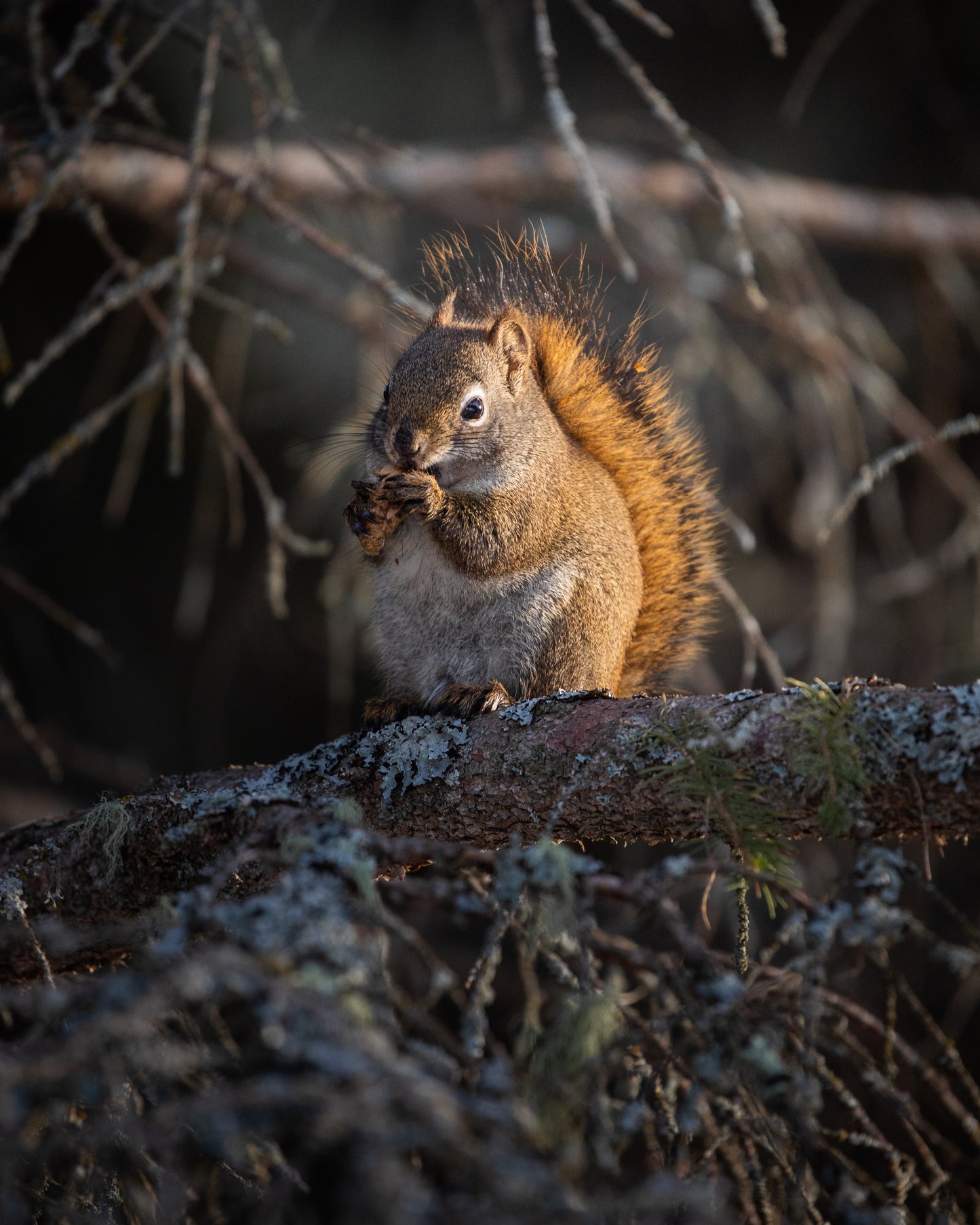 Red Squirrel in the forest