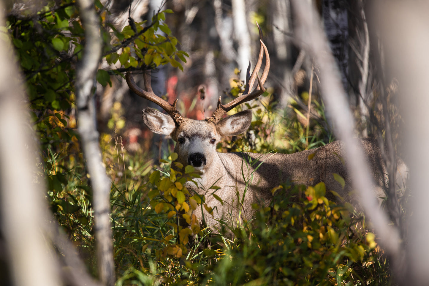 Mule Buck in a Fall forest