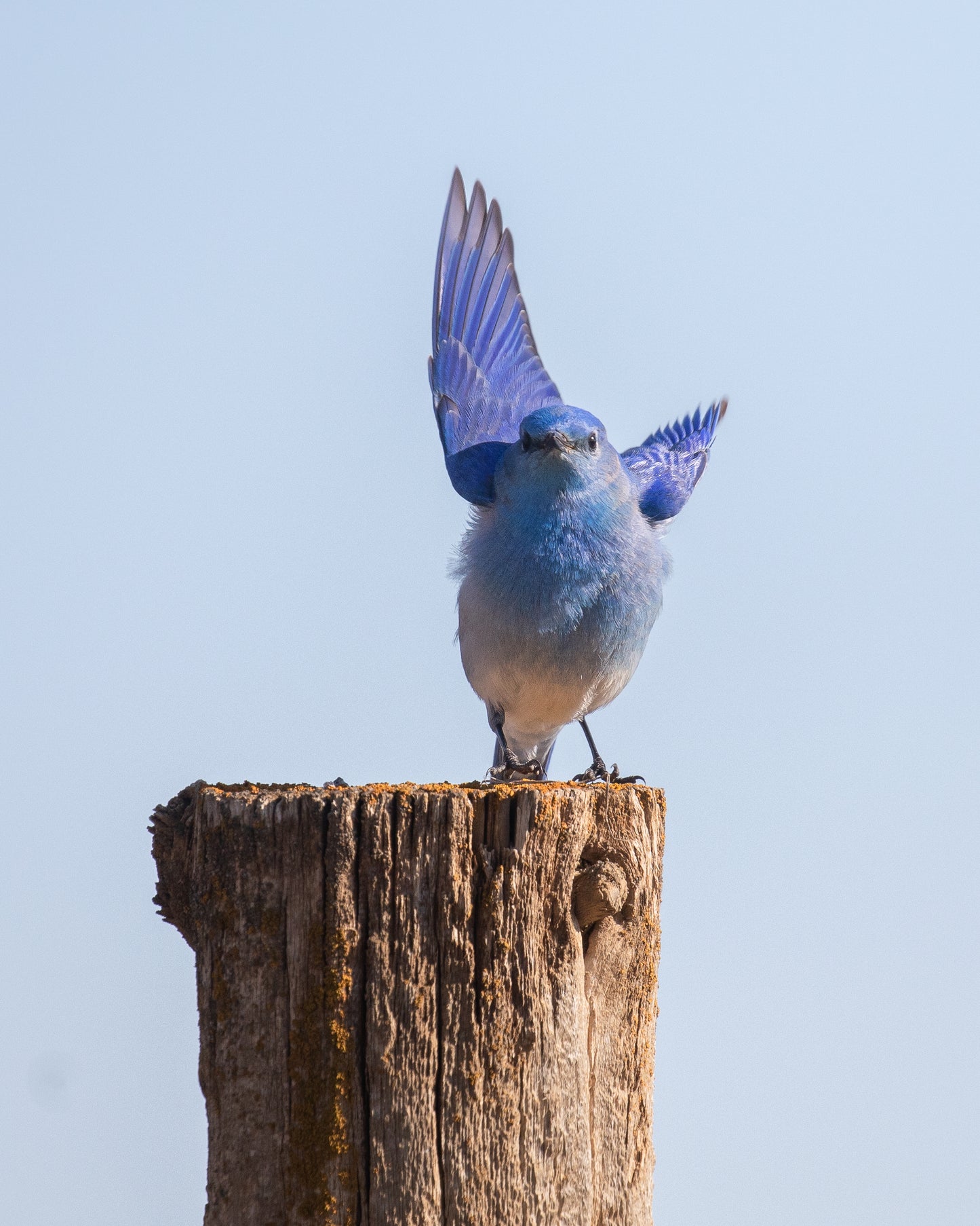 Mountain Bluebird Attitude
