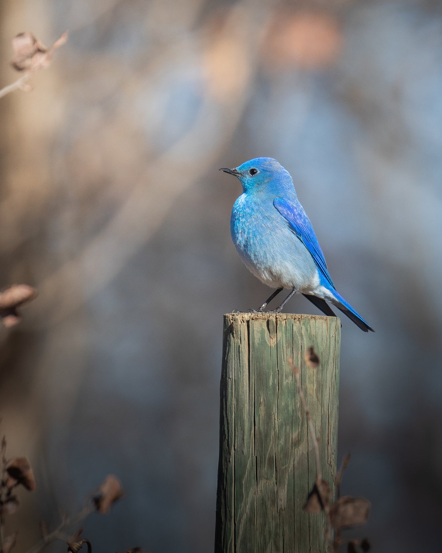 Mountain Bluebird, Regal Blue