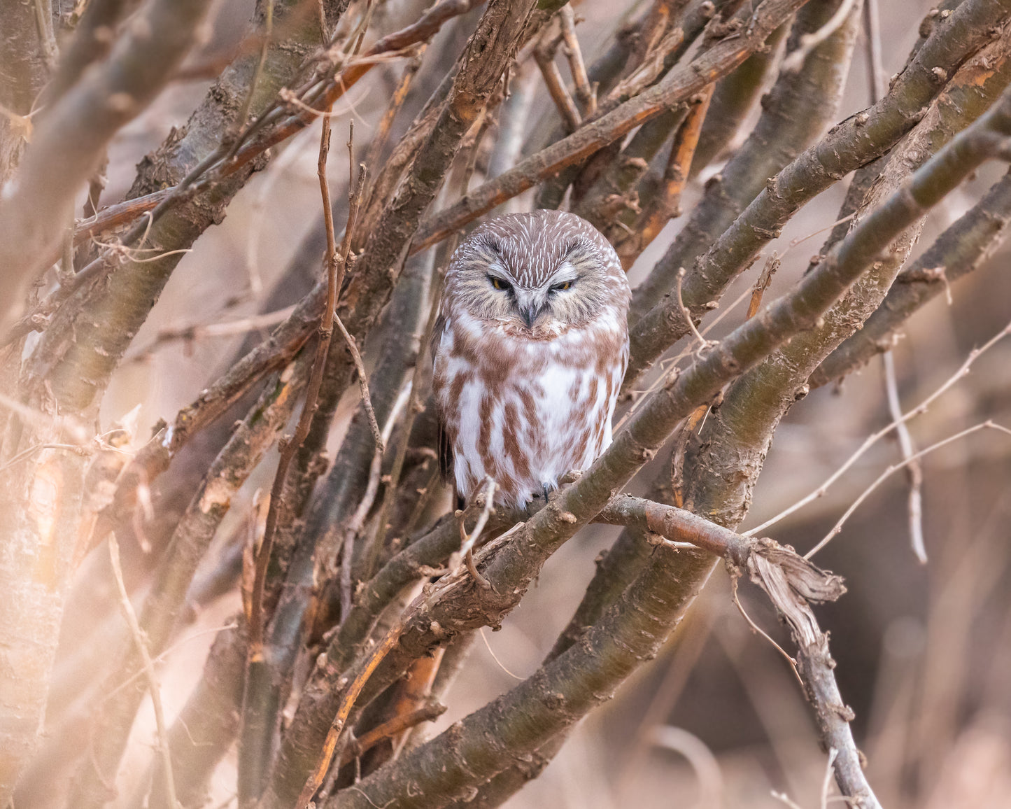 Saw Whet owl tucked away
