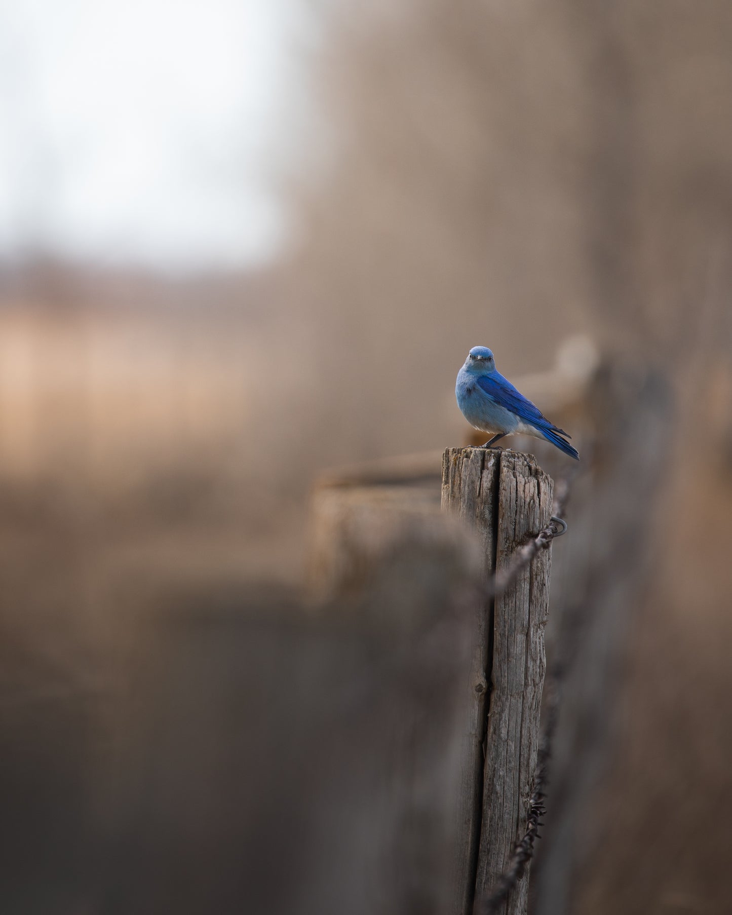 The Mountain Bluebird Arrives
