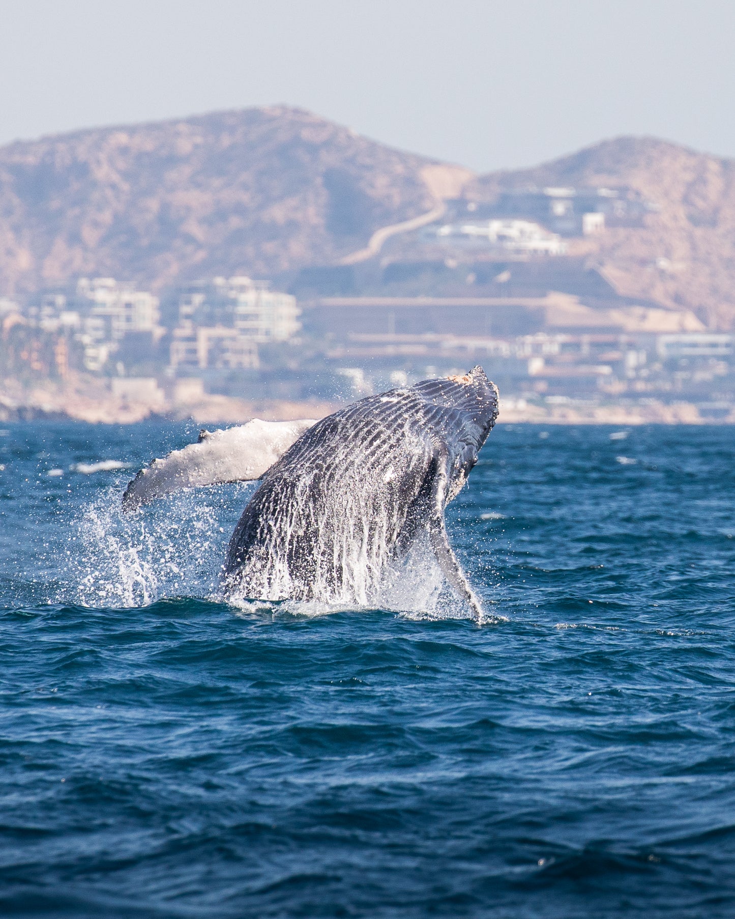 Humbpack Whale Breach (3)