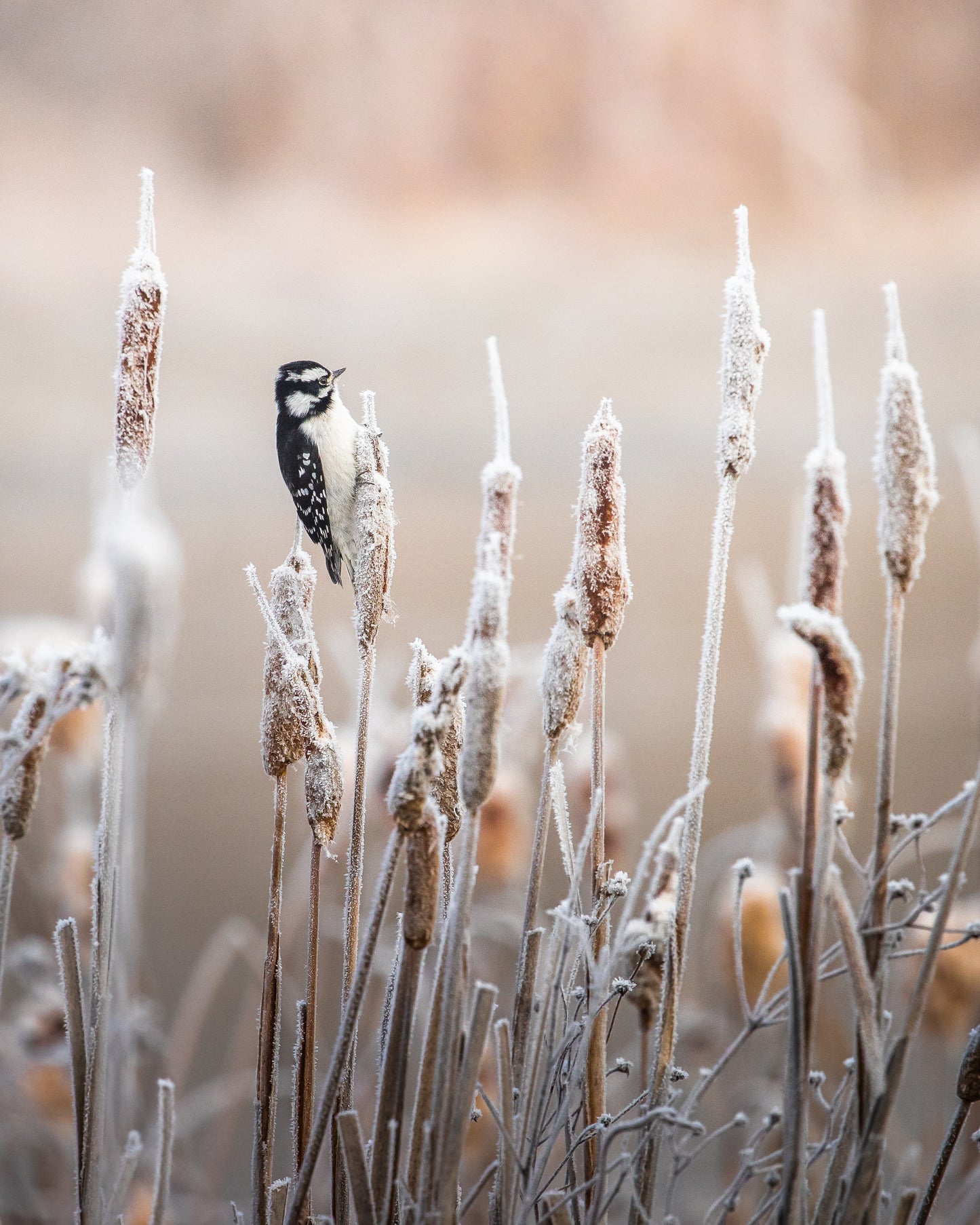 Downy Woodpecker in cat tails
