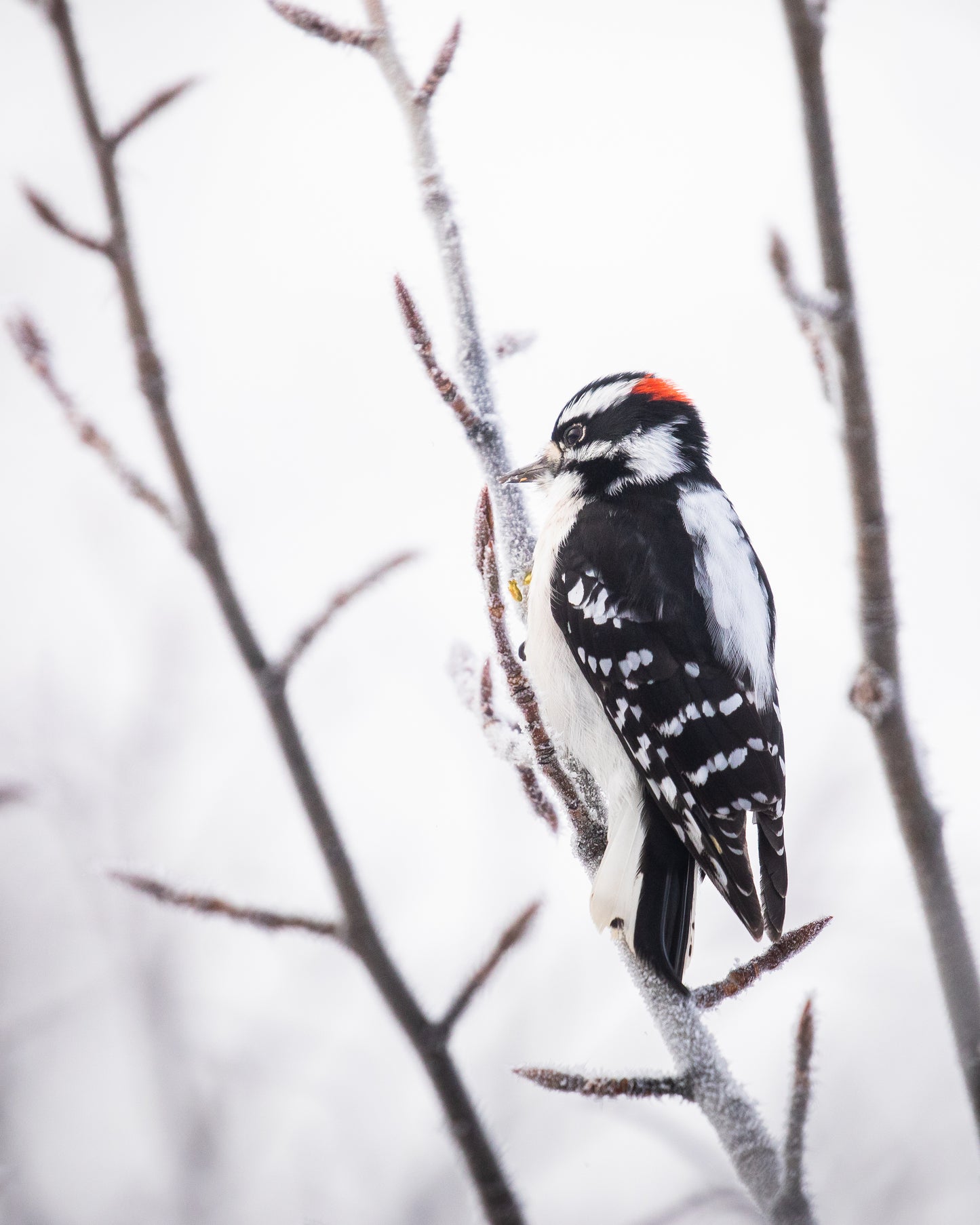 Downy Woodpecker in Frost