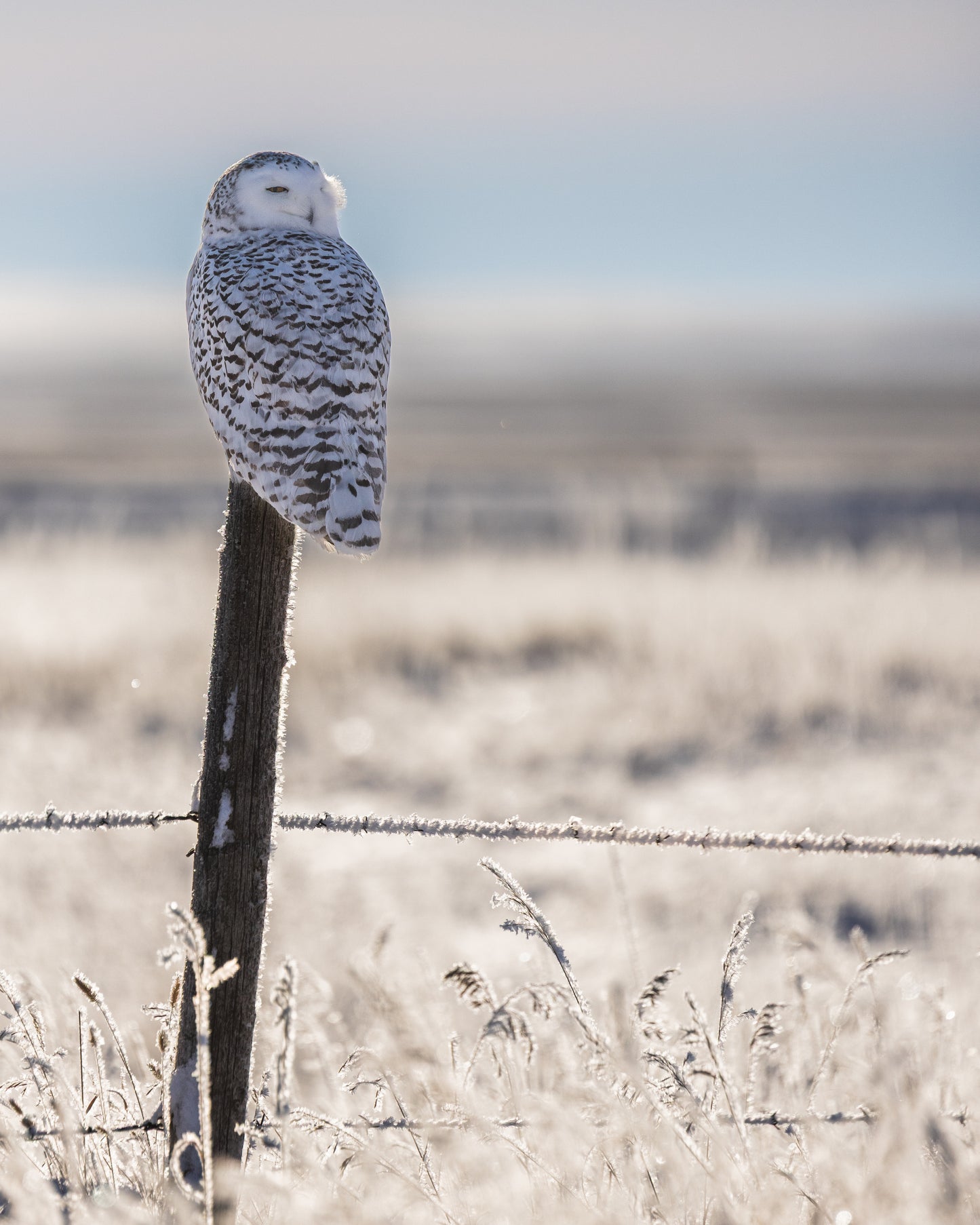 Snowy owl backlit in the frost