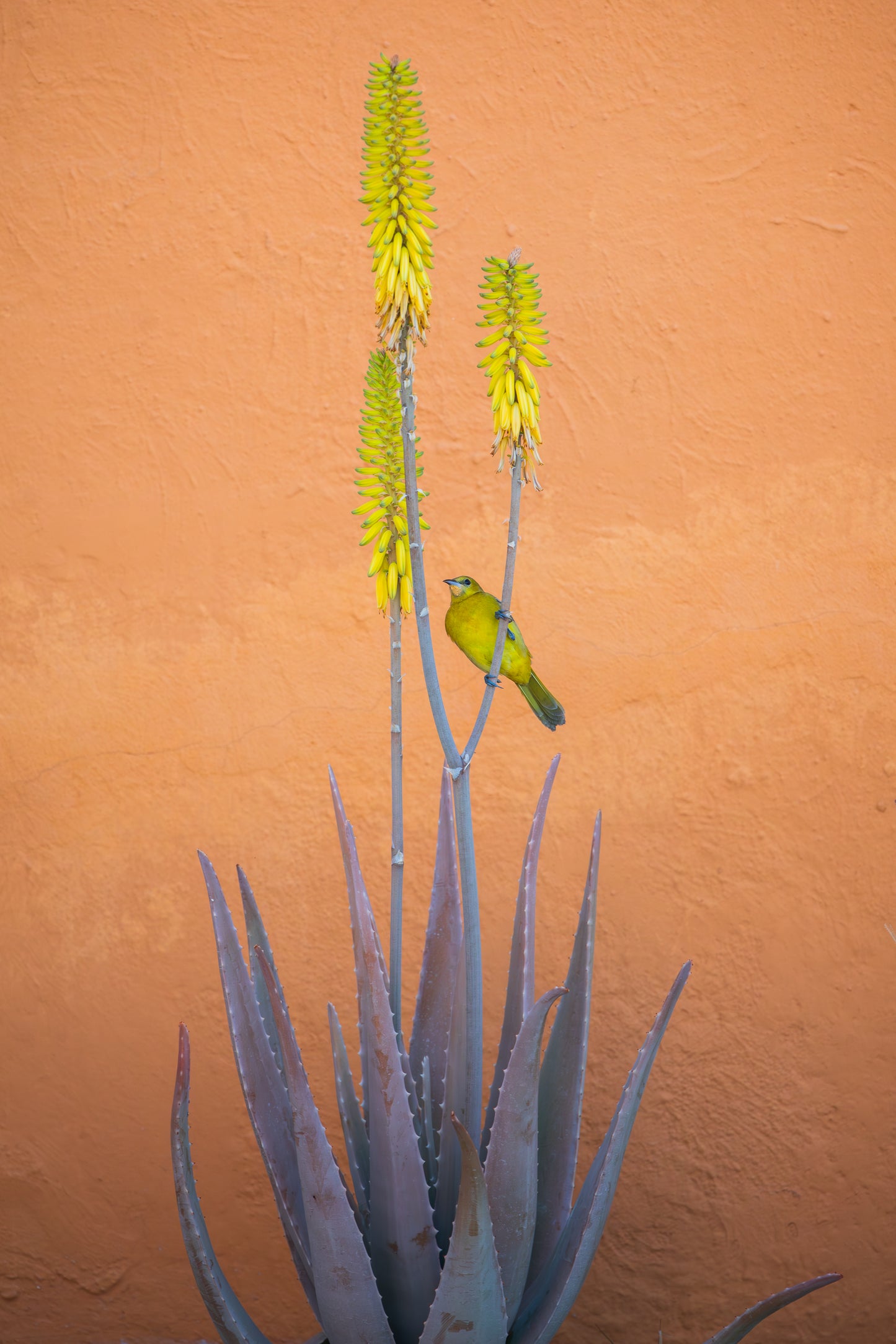 Hooded Oriole on Aloe plant