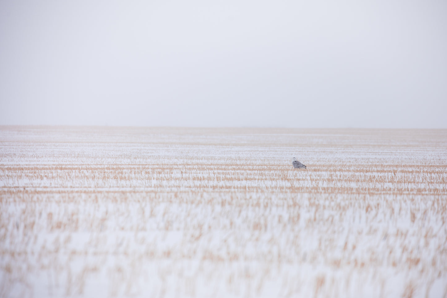 Snowy Owl Small in the Field
