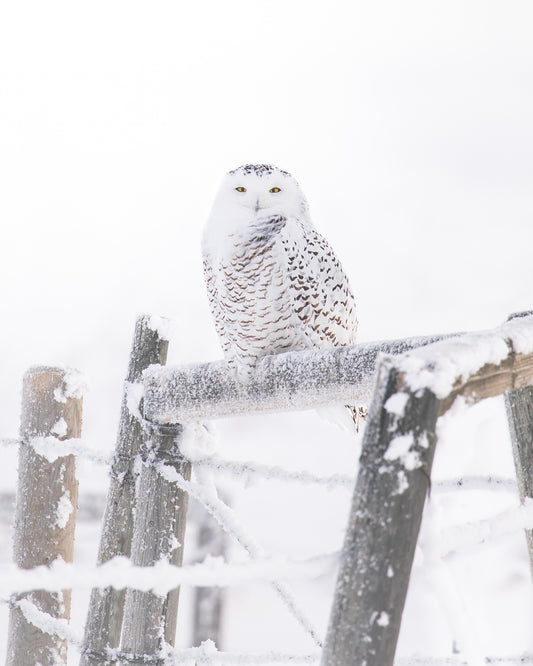 Snowy owl on a frosty fence