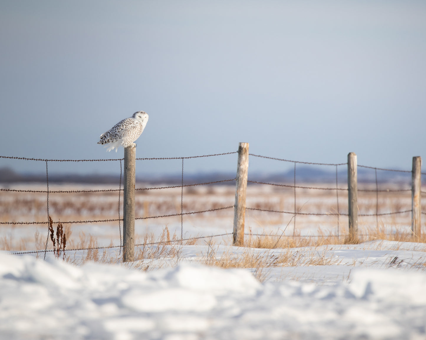 Snowy Owl in her habitat