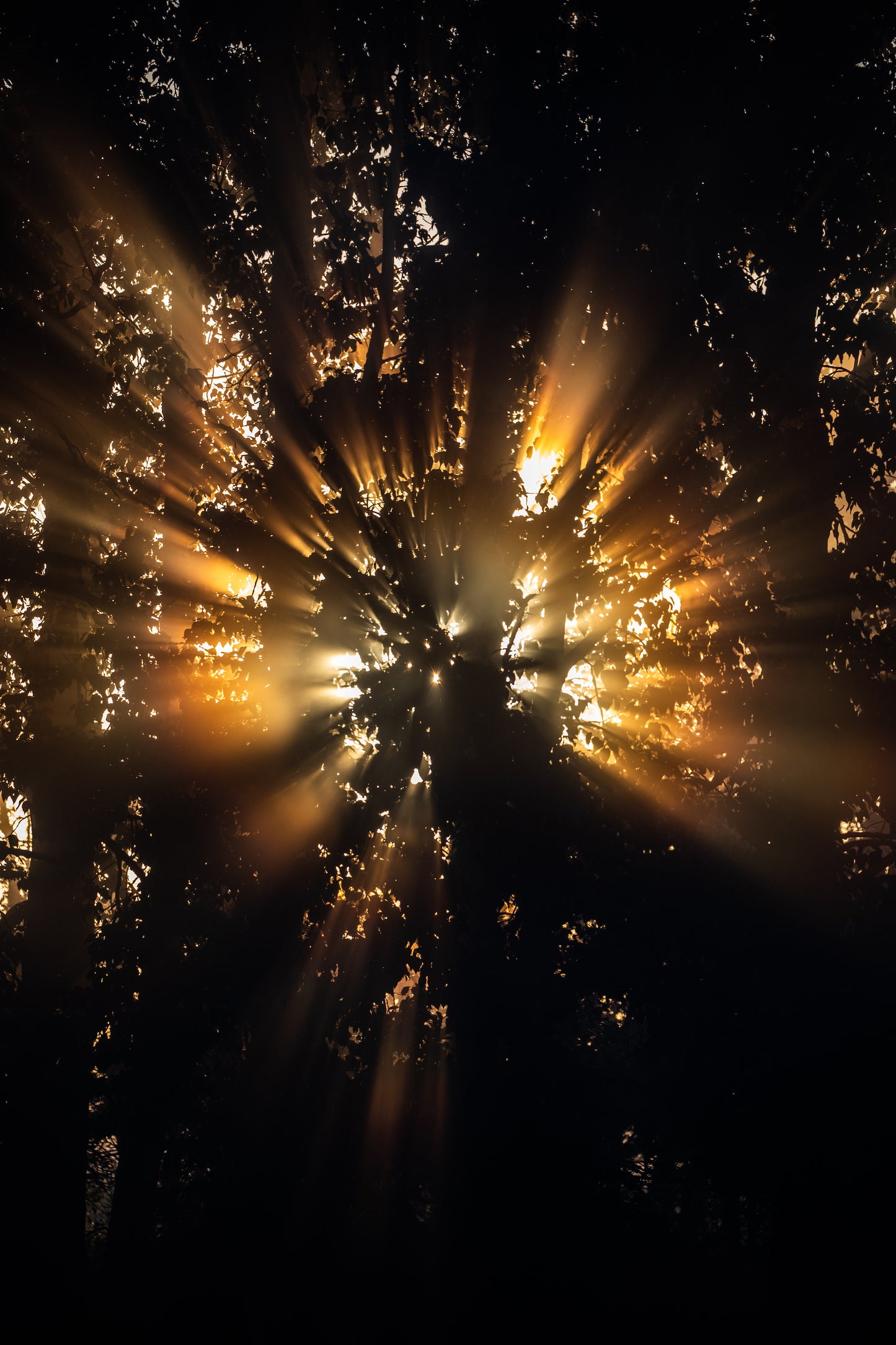 Rays of sunshine coming through trees