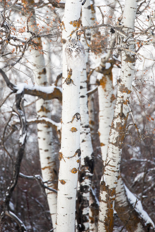 Arctic Great Horned Owl Camouflage display