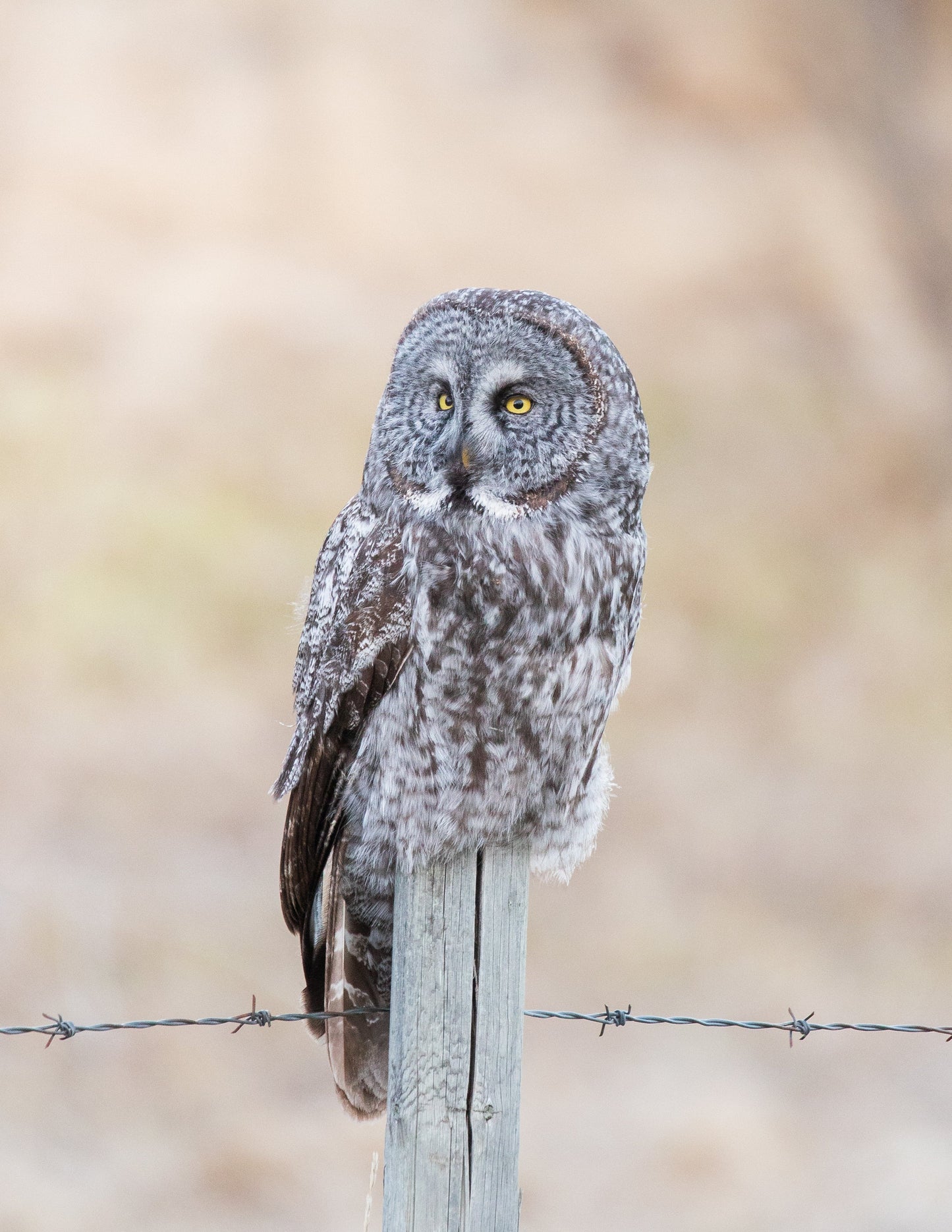 Great Grey Owl