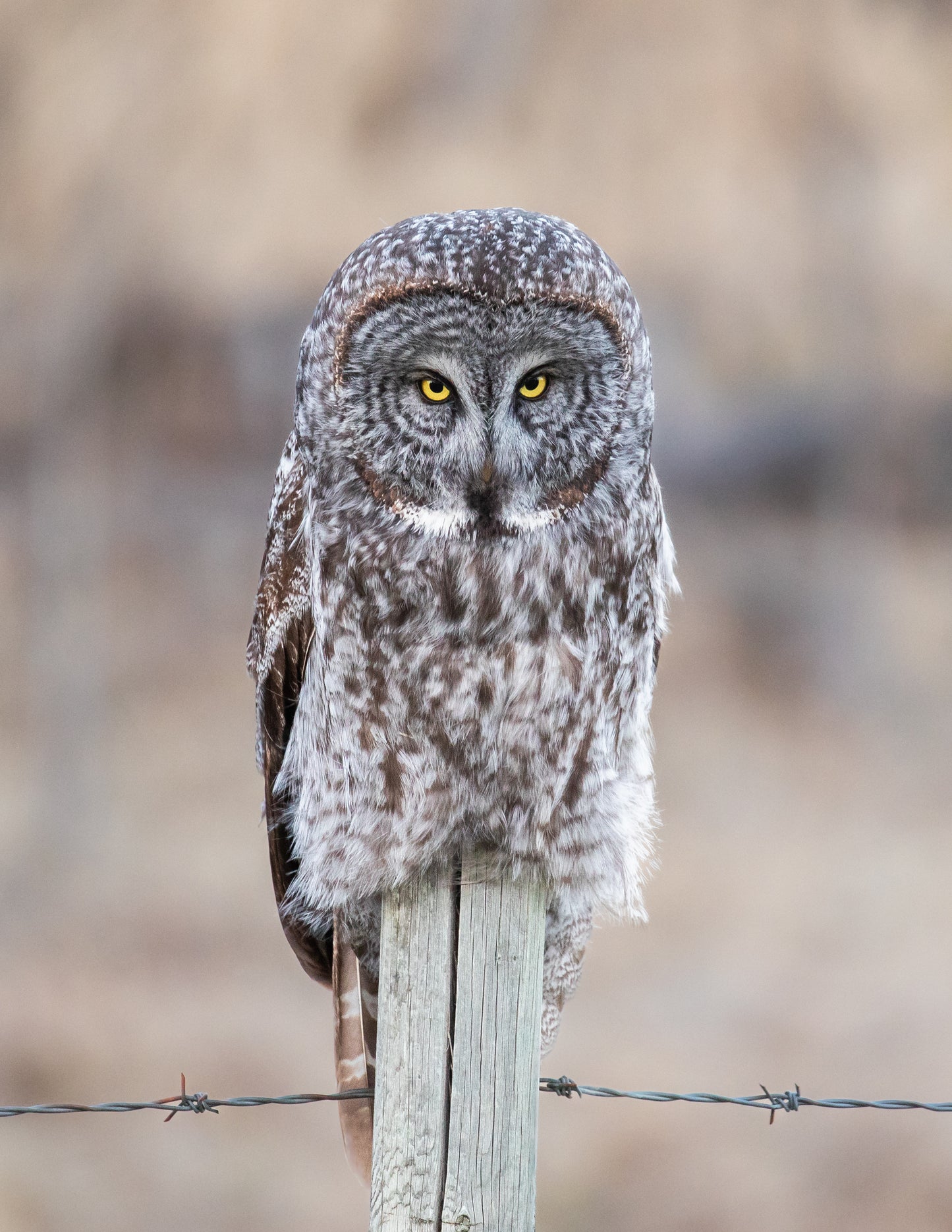 Best Scowl