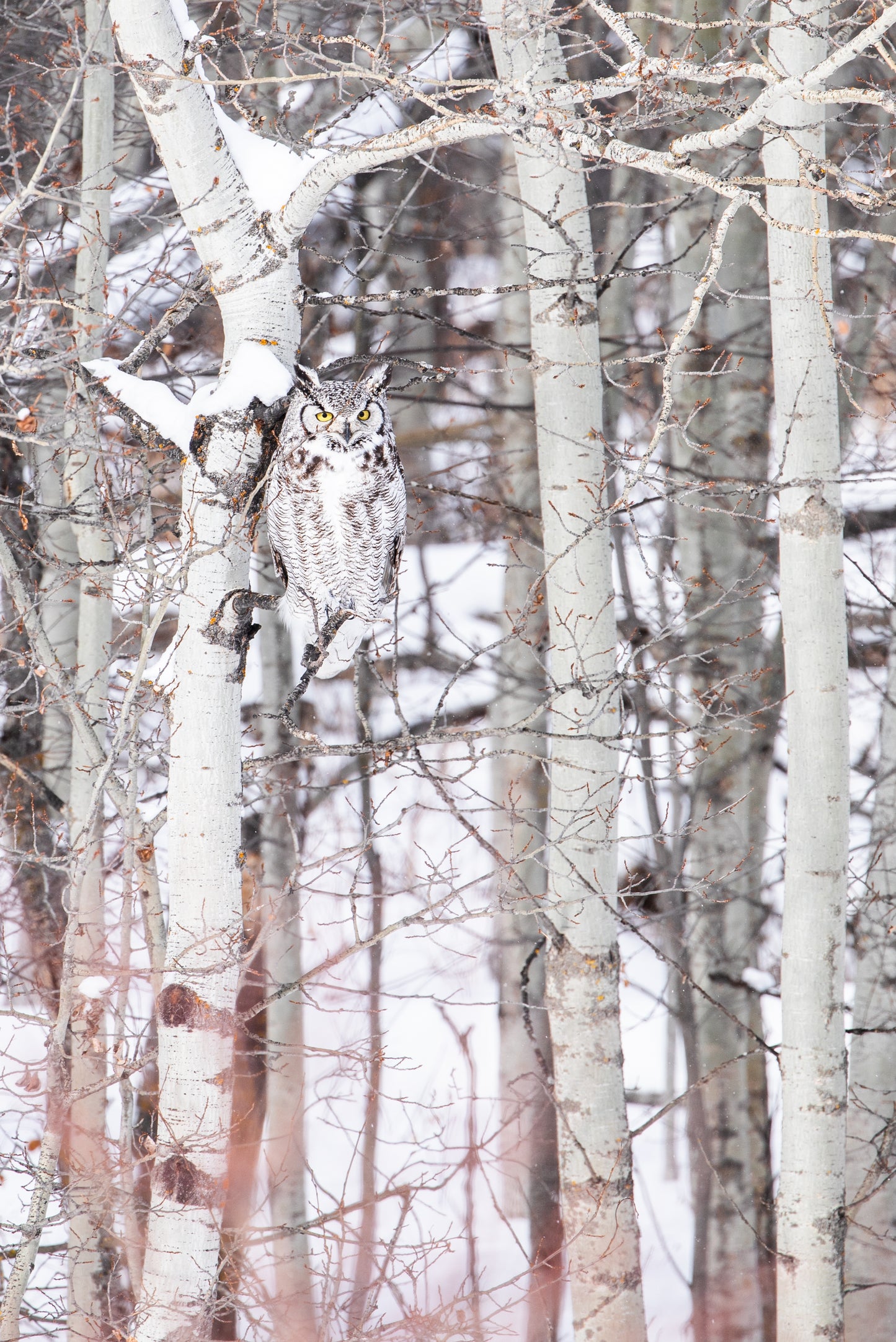 Great Horned owl in the winter