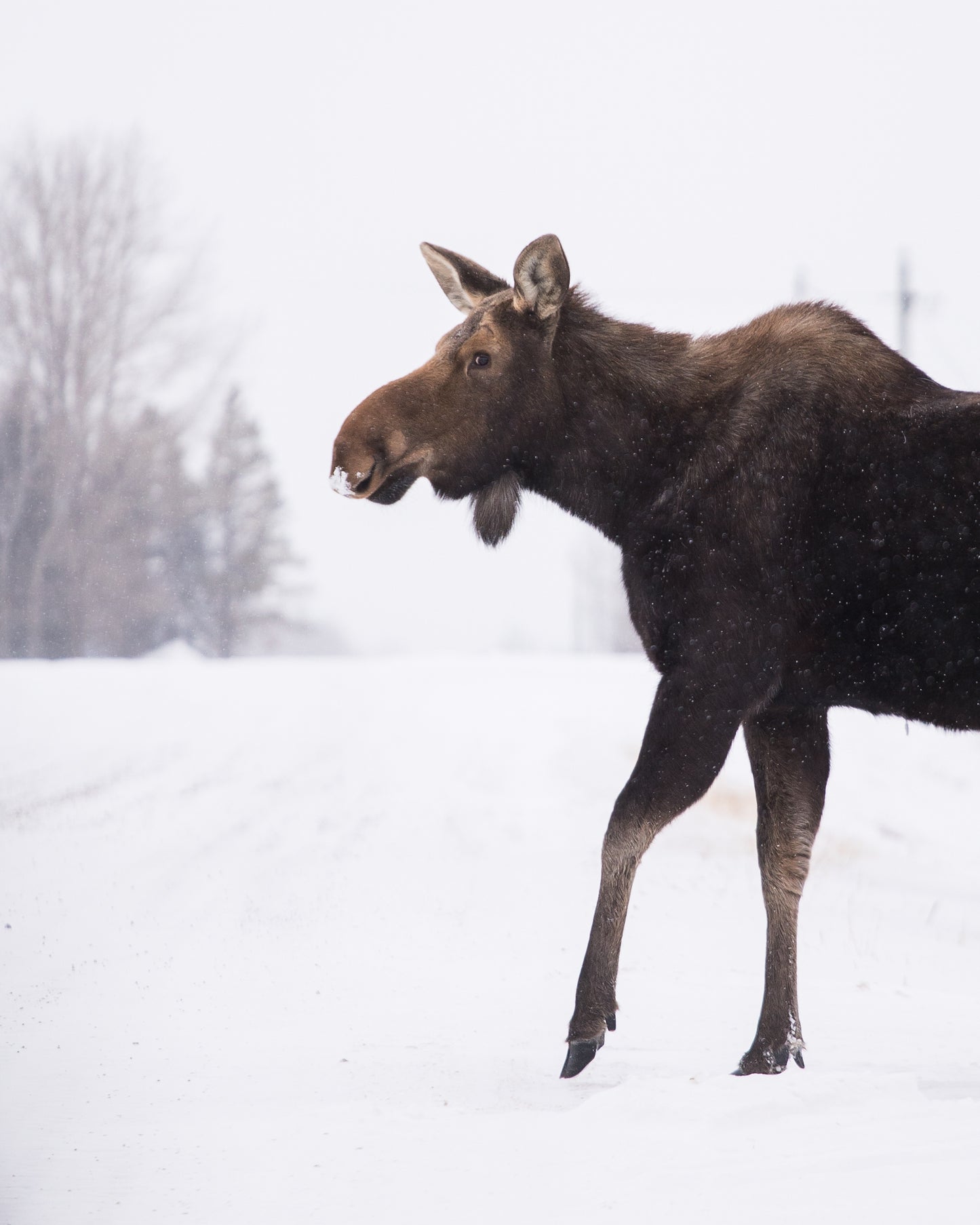 Cow Moose in the snow