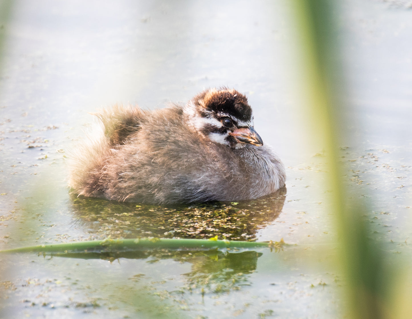 Grebe Chick
