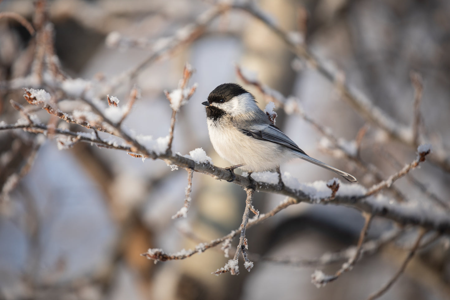 Chickadee in a fresh snowfall
