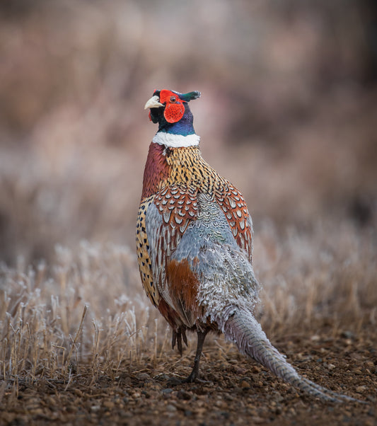 Ring-necked Pheasant - The looker