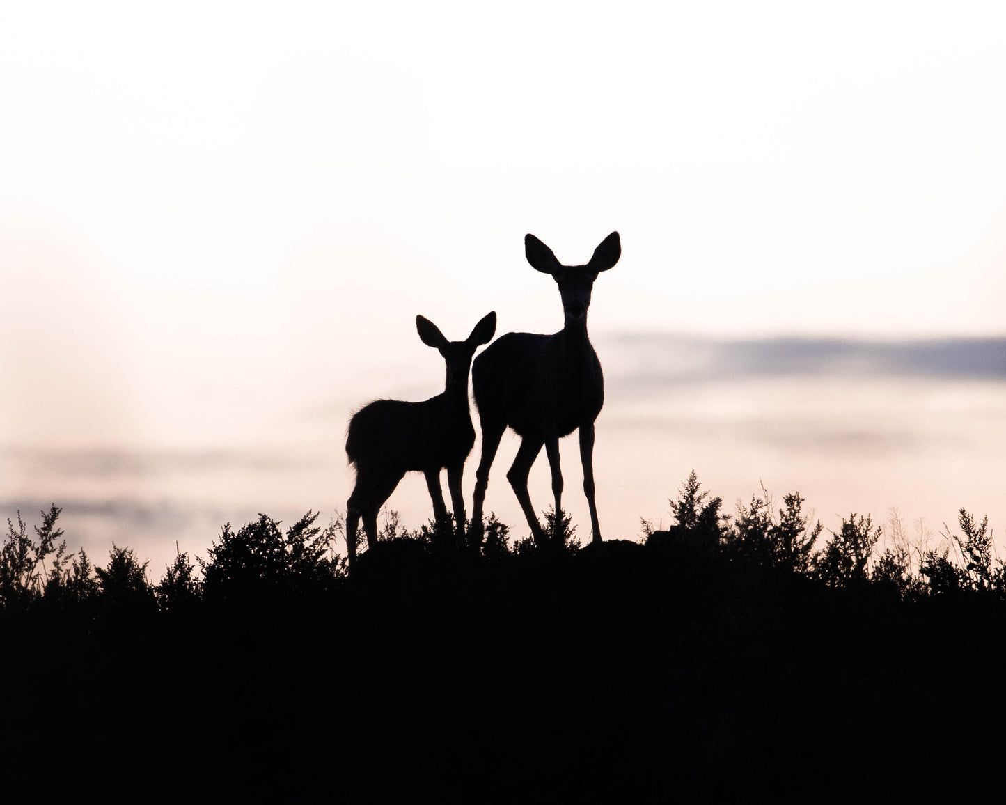 Deer Silhouettes