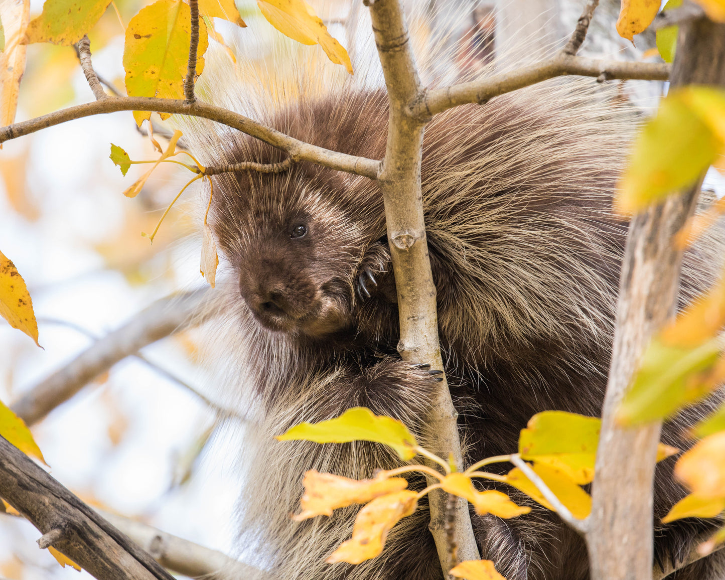 Curious Porcupine