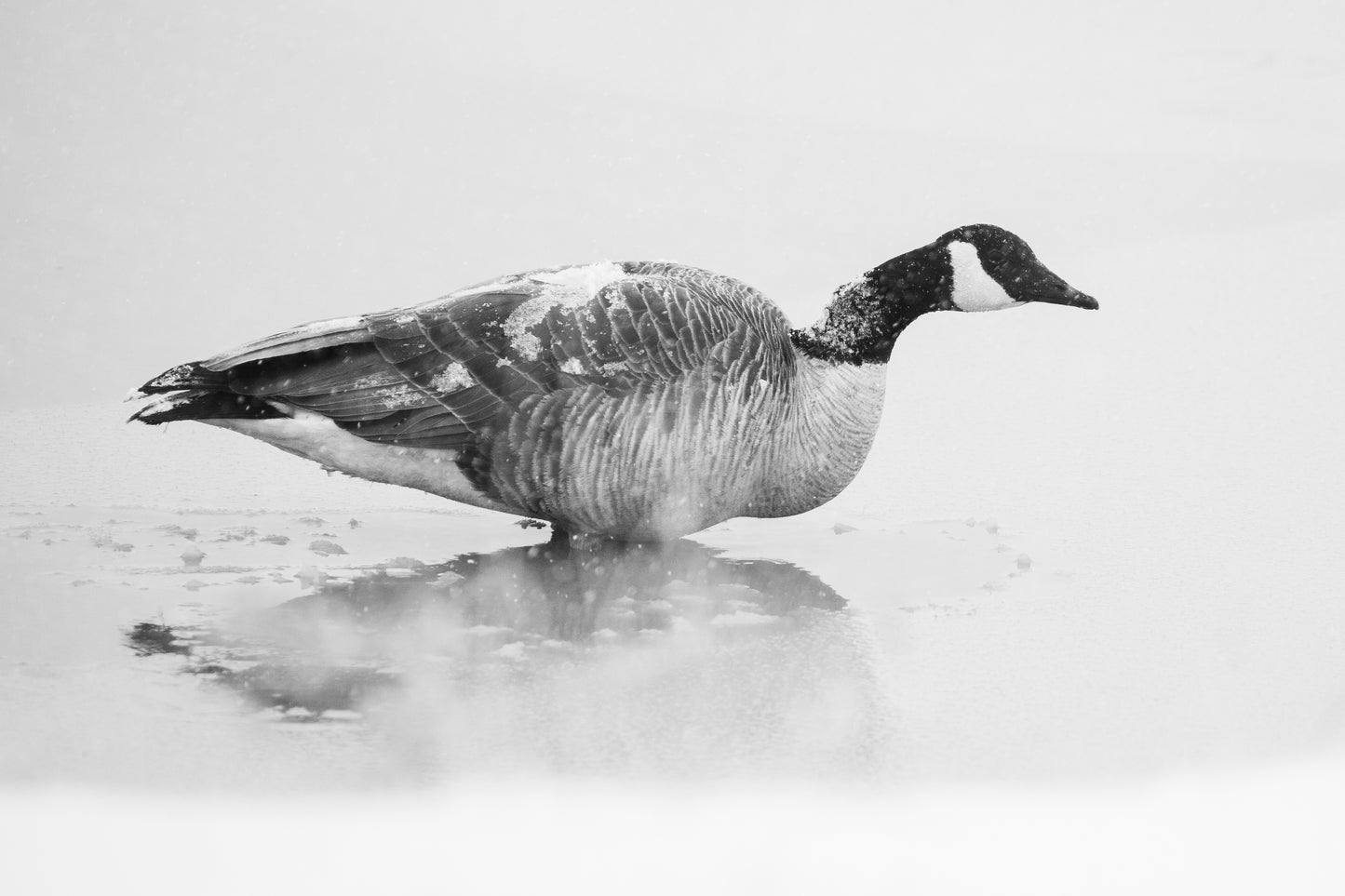 Canada Goose in the first snowfall