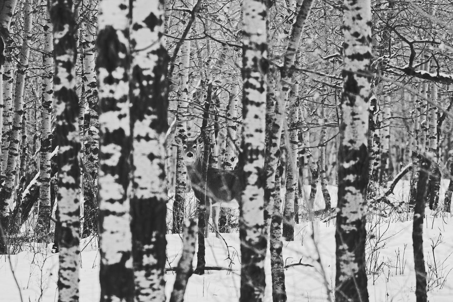 Hidden whitetail deer