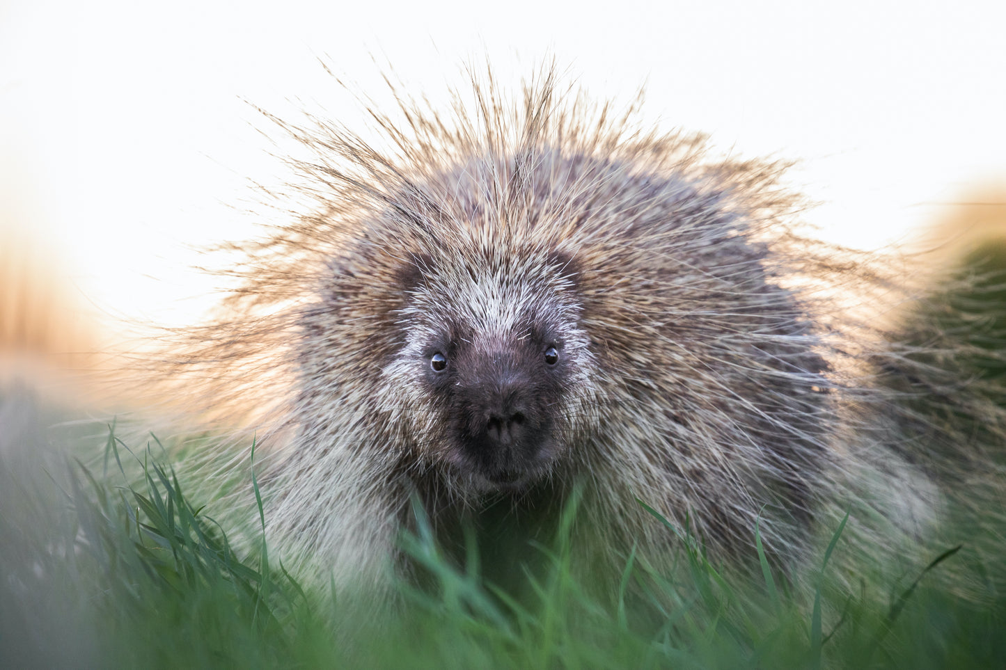 Porcupine Golden Portrait