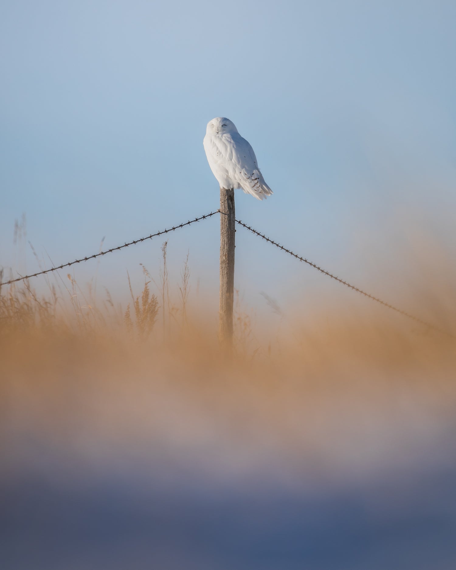 Snowy Owl Prints