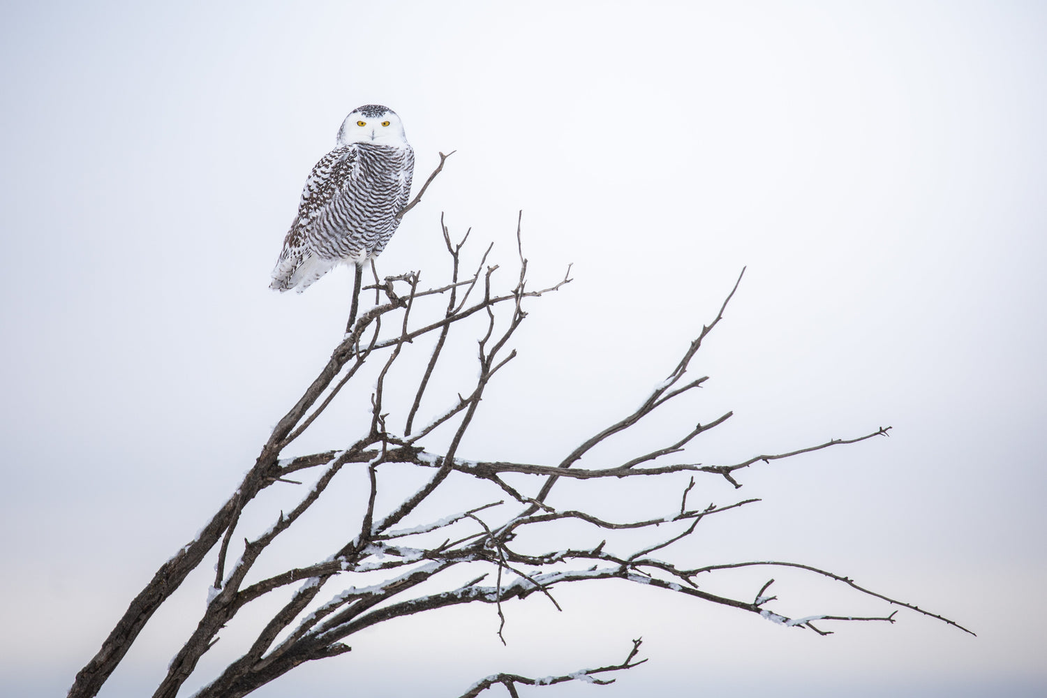 Snowy Owl Prints