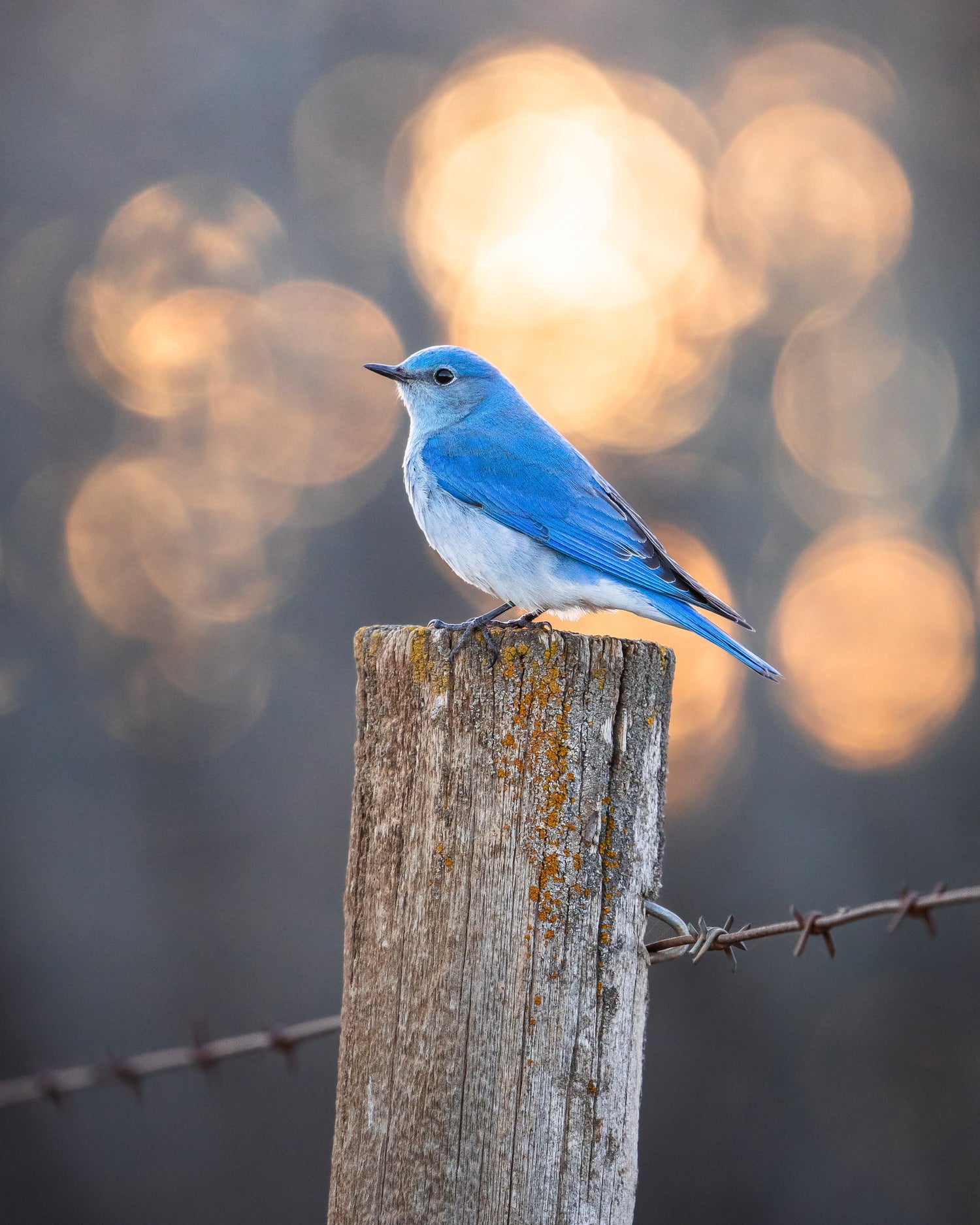 Mountain Bluebird