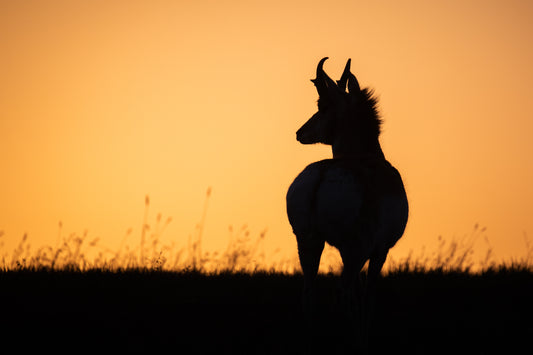 Pronghorn in the Prairies