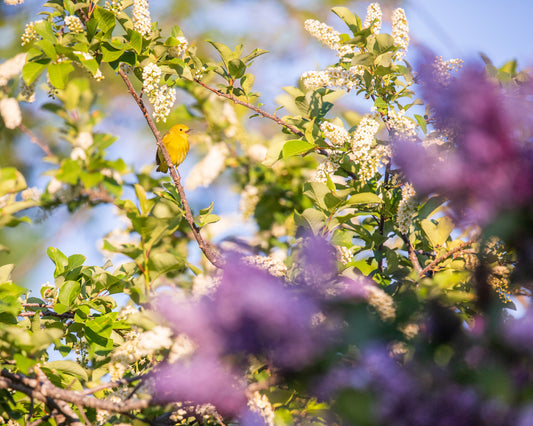 Yellow warbler in blossoms