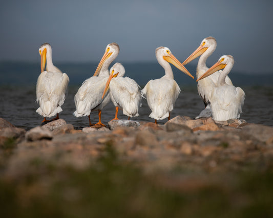 Lake Pelicans